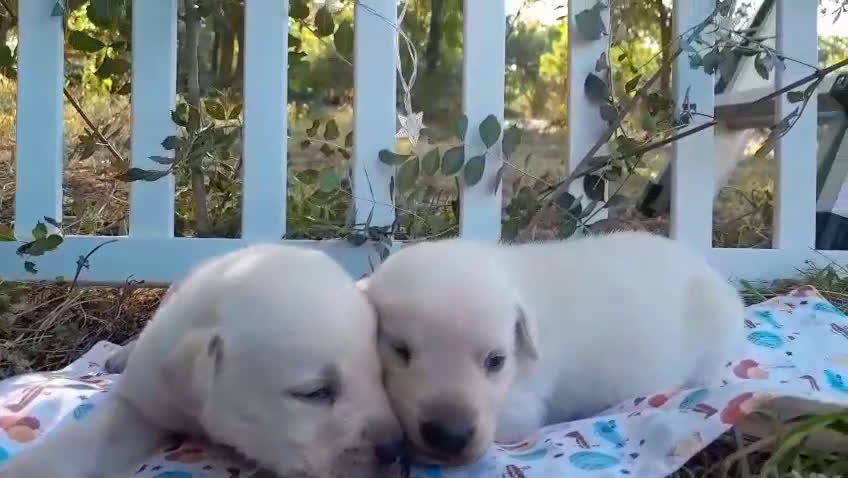 Labrador Retriever perros en venta: Preciosa camada de Labrador Retriever - Video 1