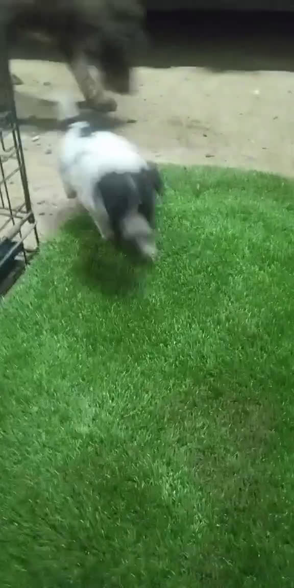 Perro de Agua Español perros en venta: Camada de perros de agua - Video 1