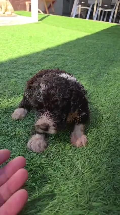Perro de Agua Español perros en venta: Camada perros de agua  en Álava - Video 2