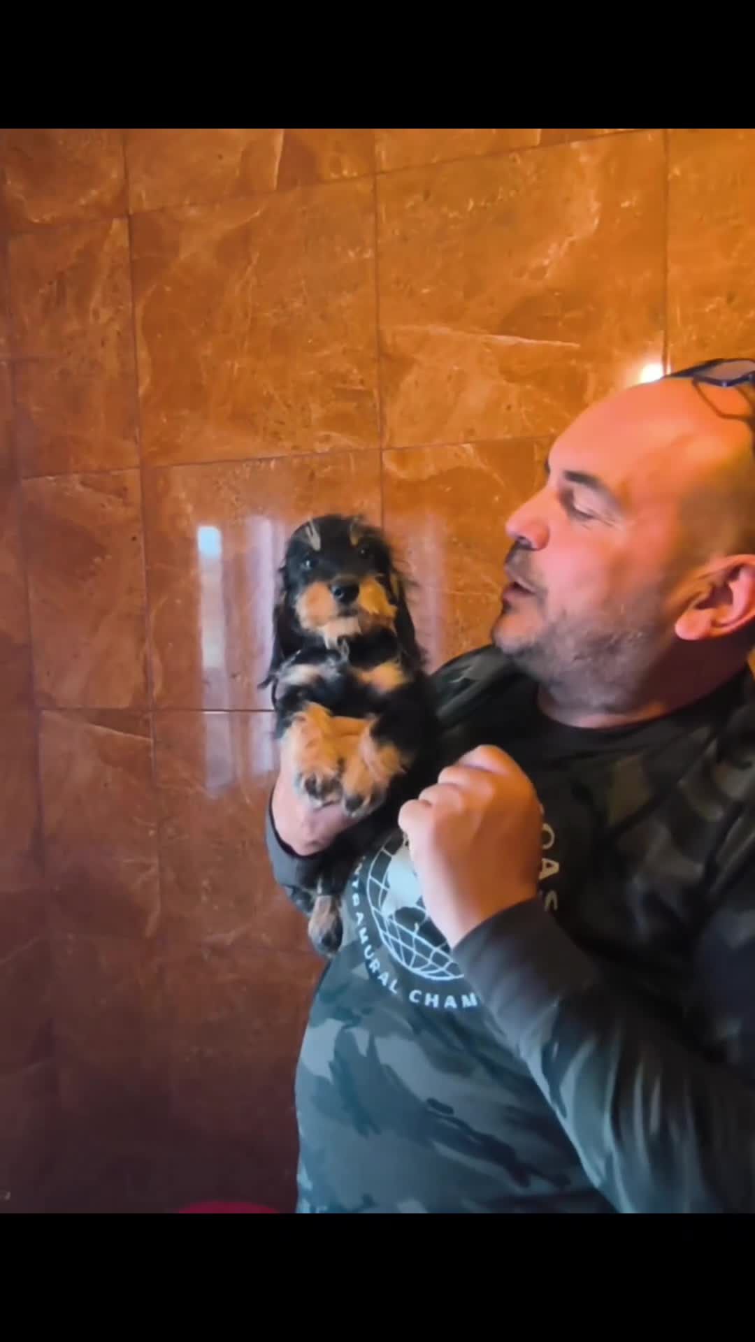 Teckel perros en venta: Teckel kaninchen pelo duro  - Video 1