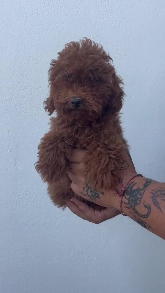 Caniche Enano perros en venta: Caniche enano  - Video 1