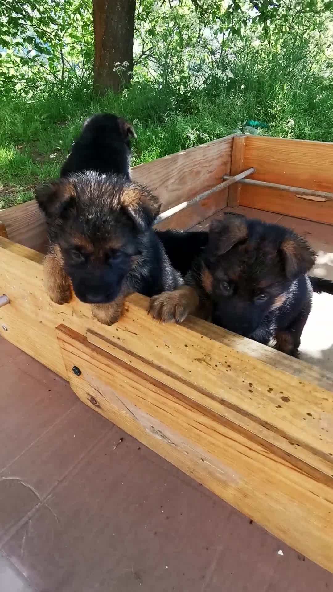 Pastor Alemán perros en venta: Cachorro pastor alemán Pedigree  - Video 1