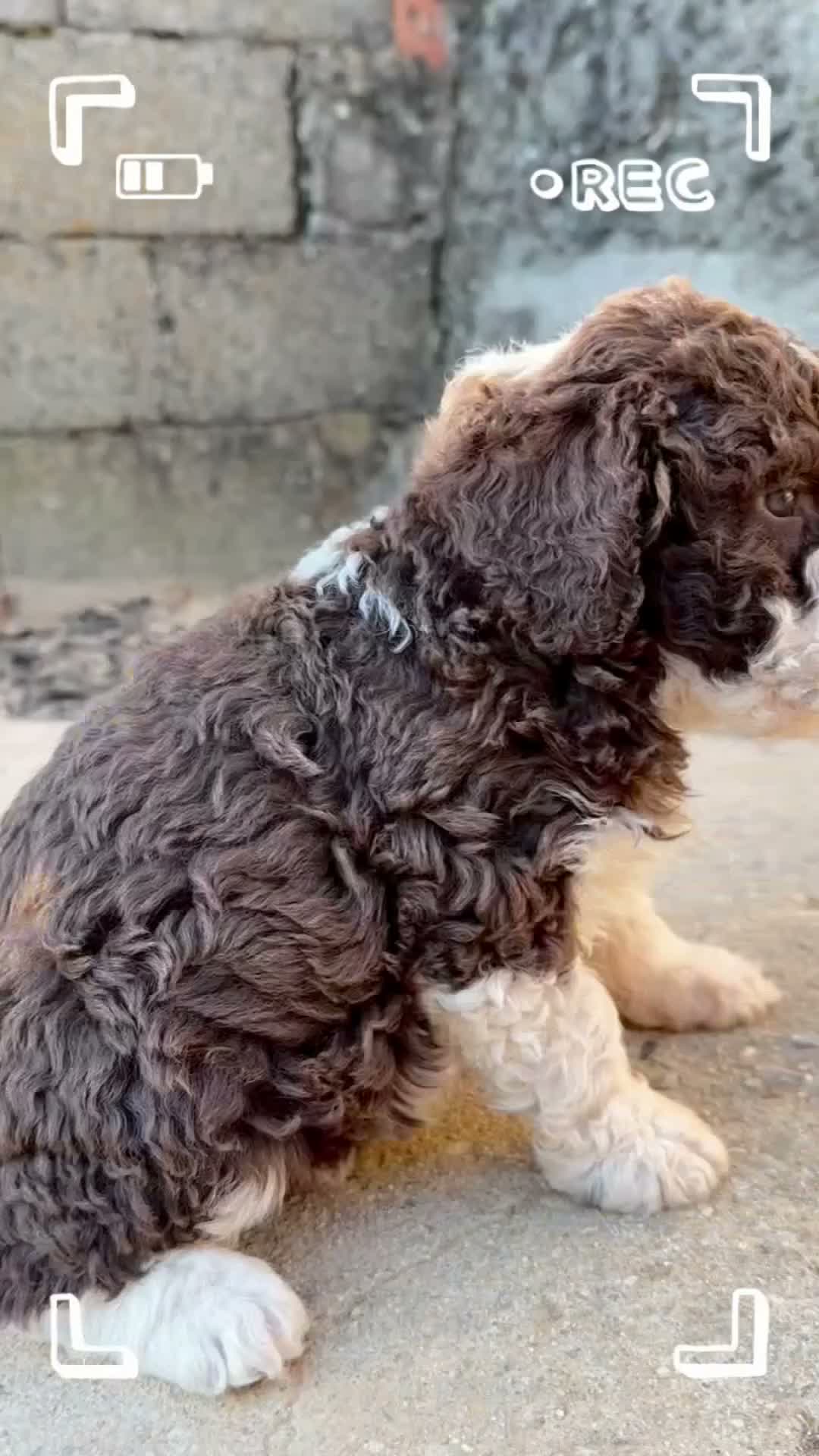 Perro de Agua Español perros en venta: Perro Aguas - Video 1