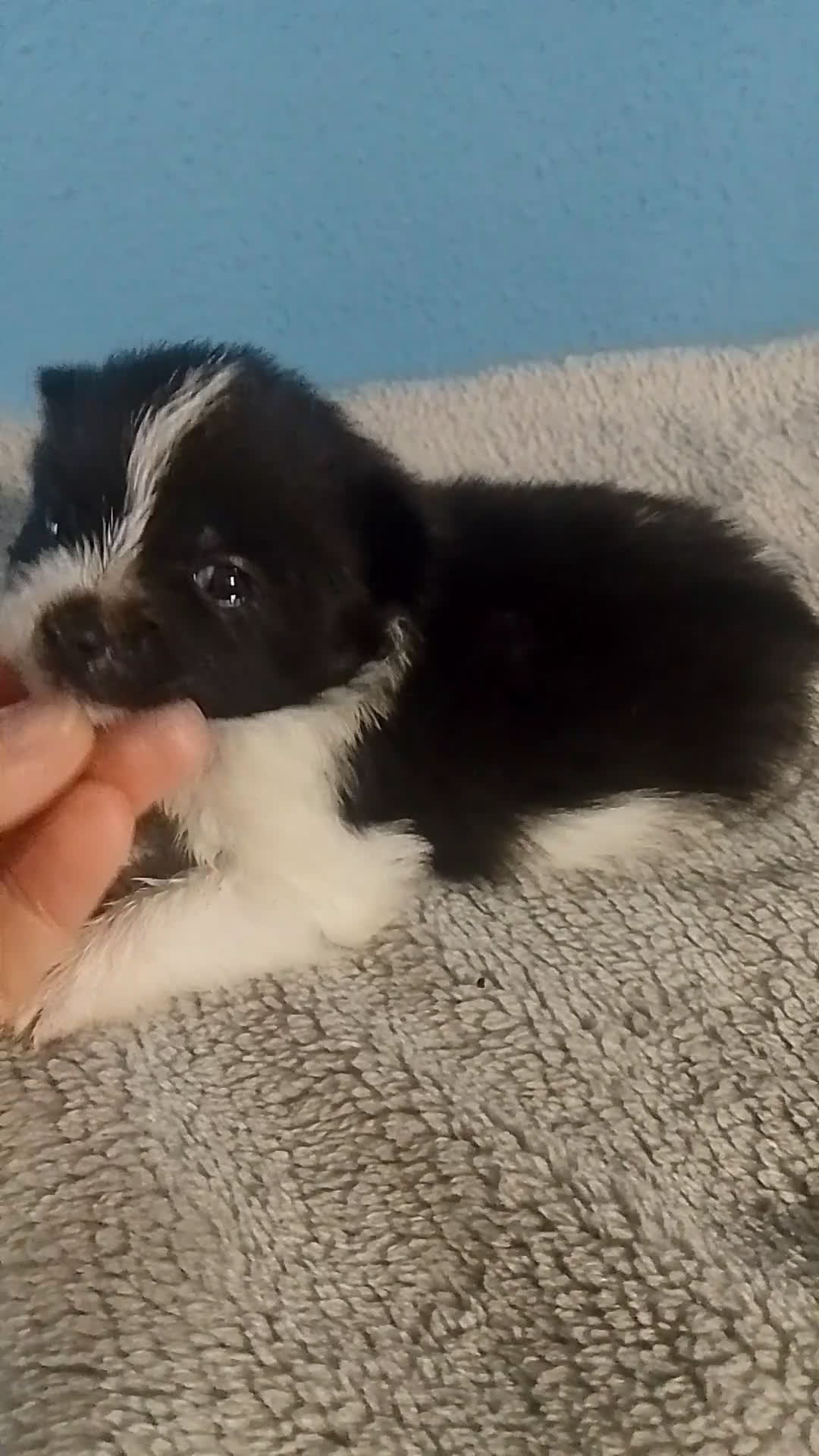 Pomerania perros en venta: Precioso pomchi macho  - Video 1