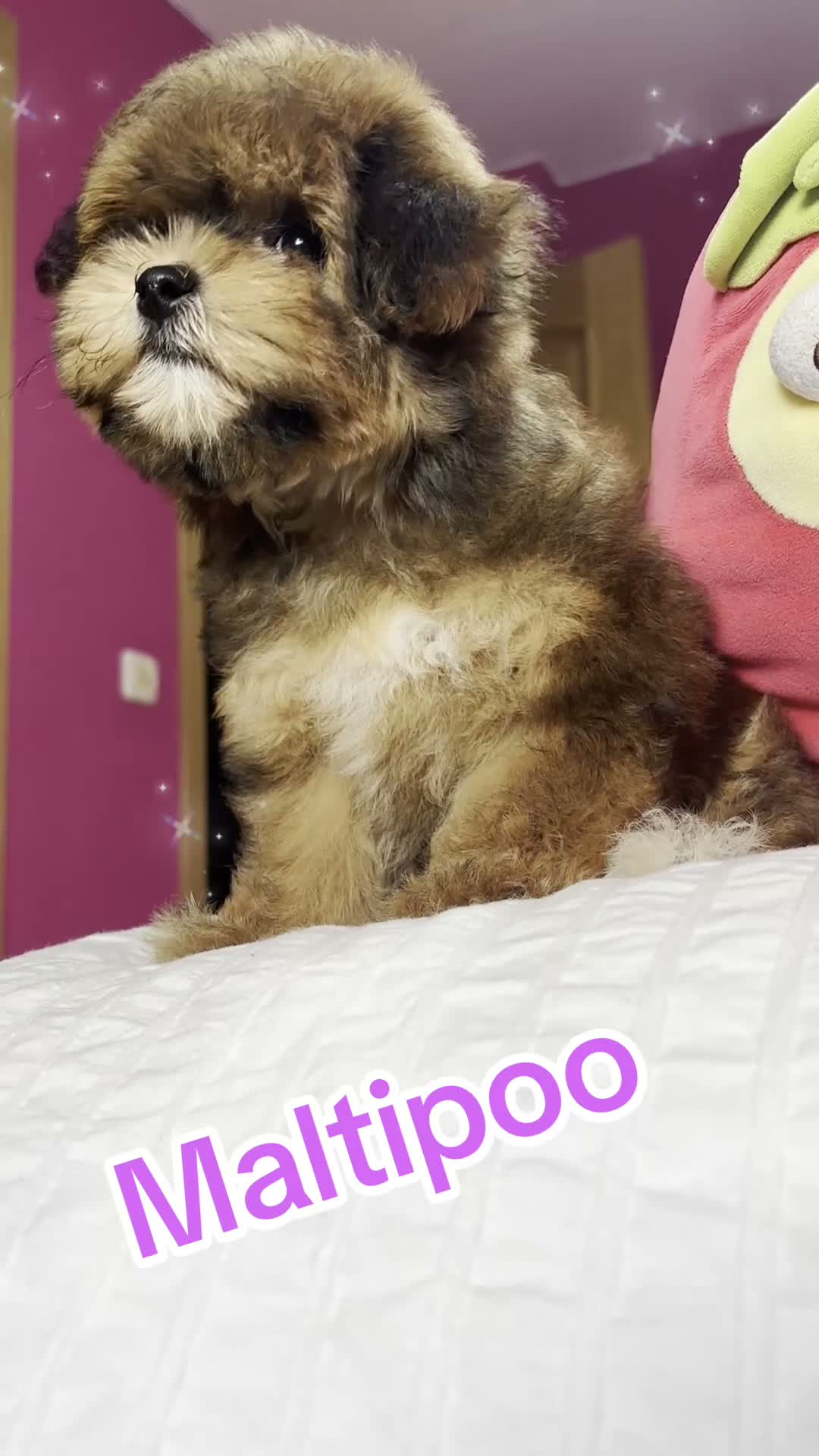 Maltipoo perros en venta: Maltipoo Hembra tonalidades (chocolate) - Video 1
