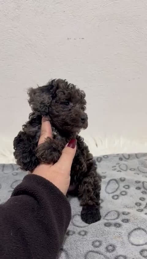 Caniche Toy perros en venta: CANICHE TOY MERLÉ - Video 1