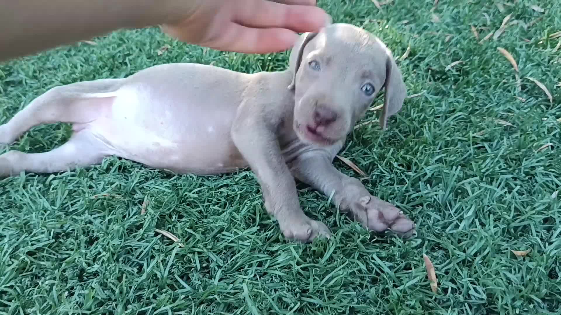 Weimaraner perros en venta: Hembrita Weimaraner  - Video 1