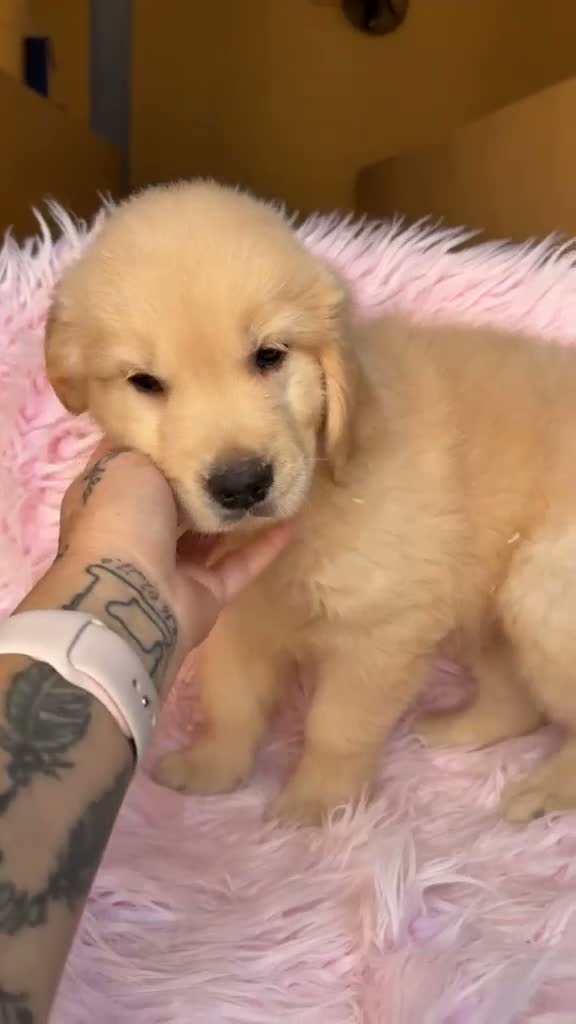 Golden Retriever perros en venta: Golden retriever disponibles - Video 1