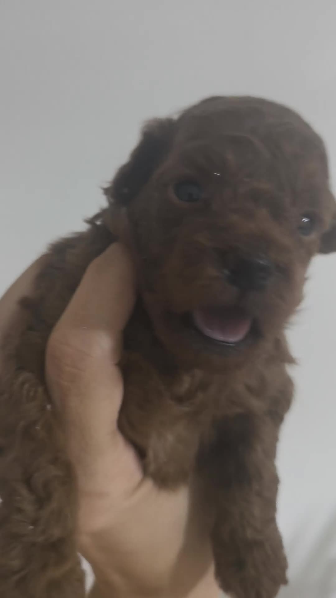 Caniche Toy perros en venta: Caniche Toy Rojo - Video 2