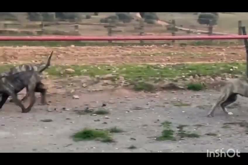Raza Mixta perros en venta: BANDOG de los HIERROS  - Video 3