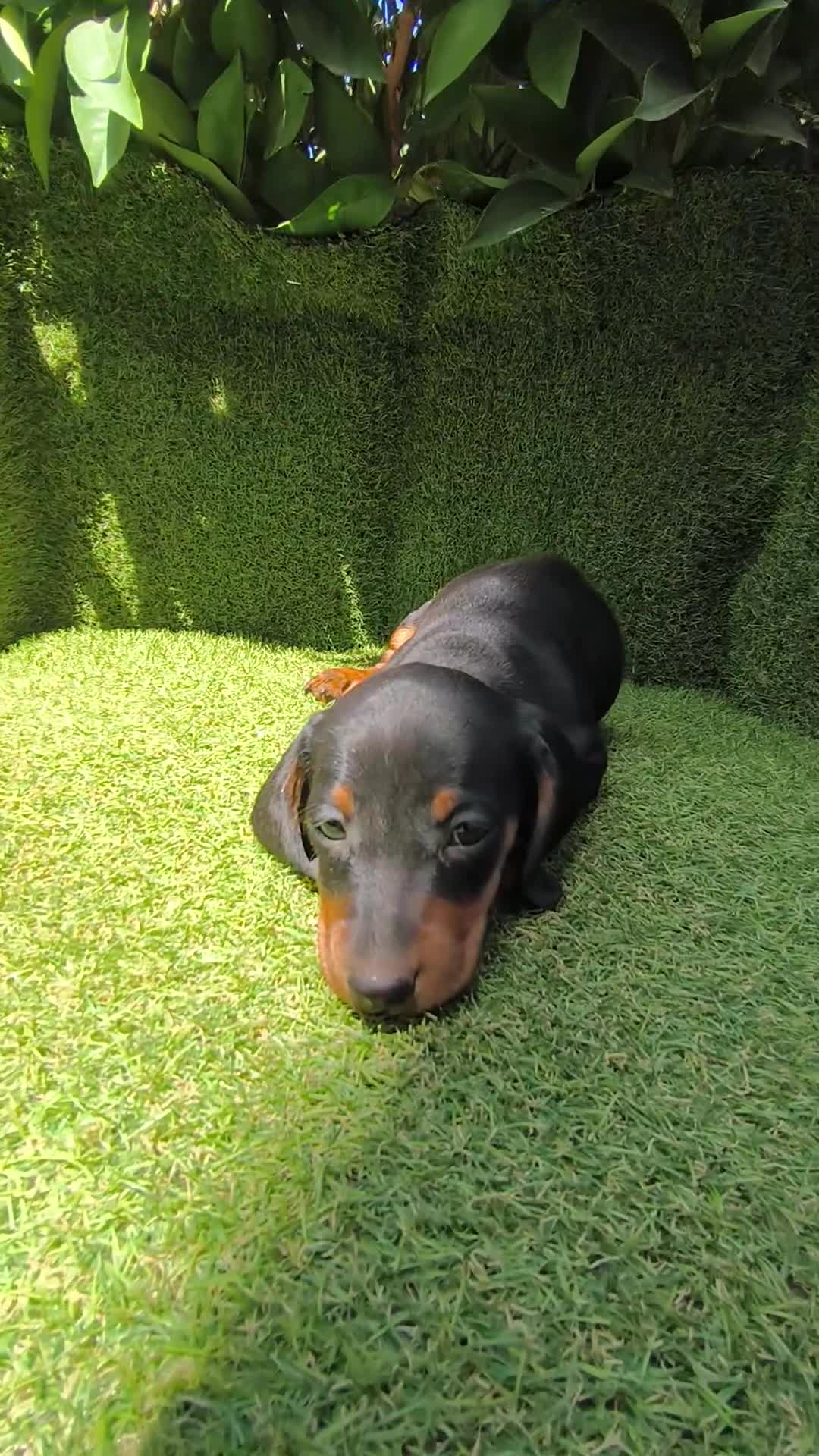 Teckel Miniatura perros en venta: teckel miniatura arlequín chocolate varios colores - Video 2