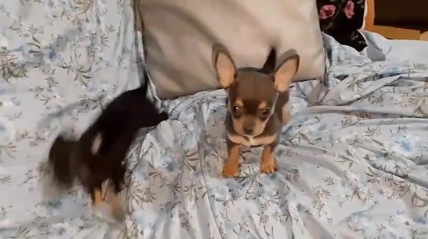 Chihuahua perros en venta: Chihuahua azul tang - Video 1