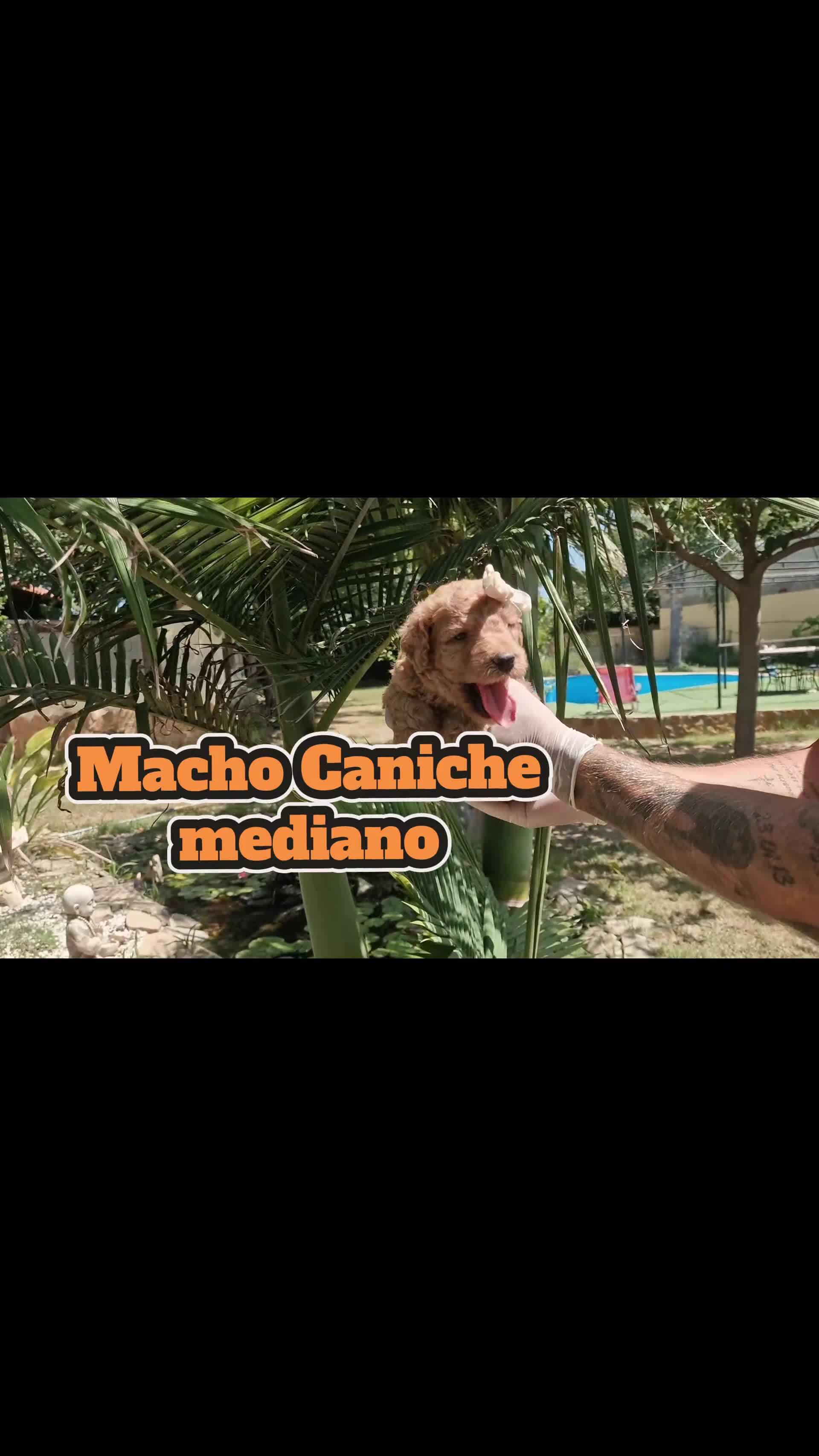 Caniche Mediano perros en venta: Caniches medianos! Macho y hembritas💖🐾 - Video 2