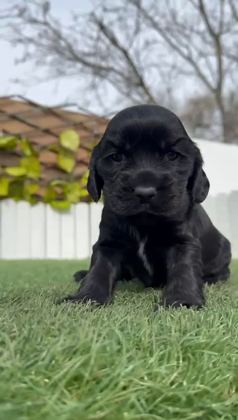 Cocker Spaniel Inglés perros en venta: COCKER HEMBRA - Video 2