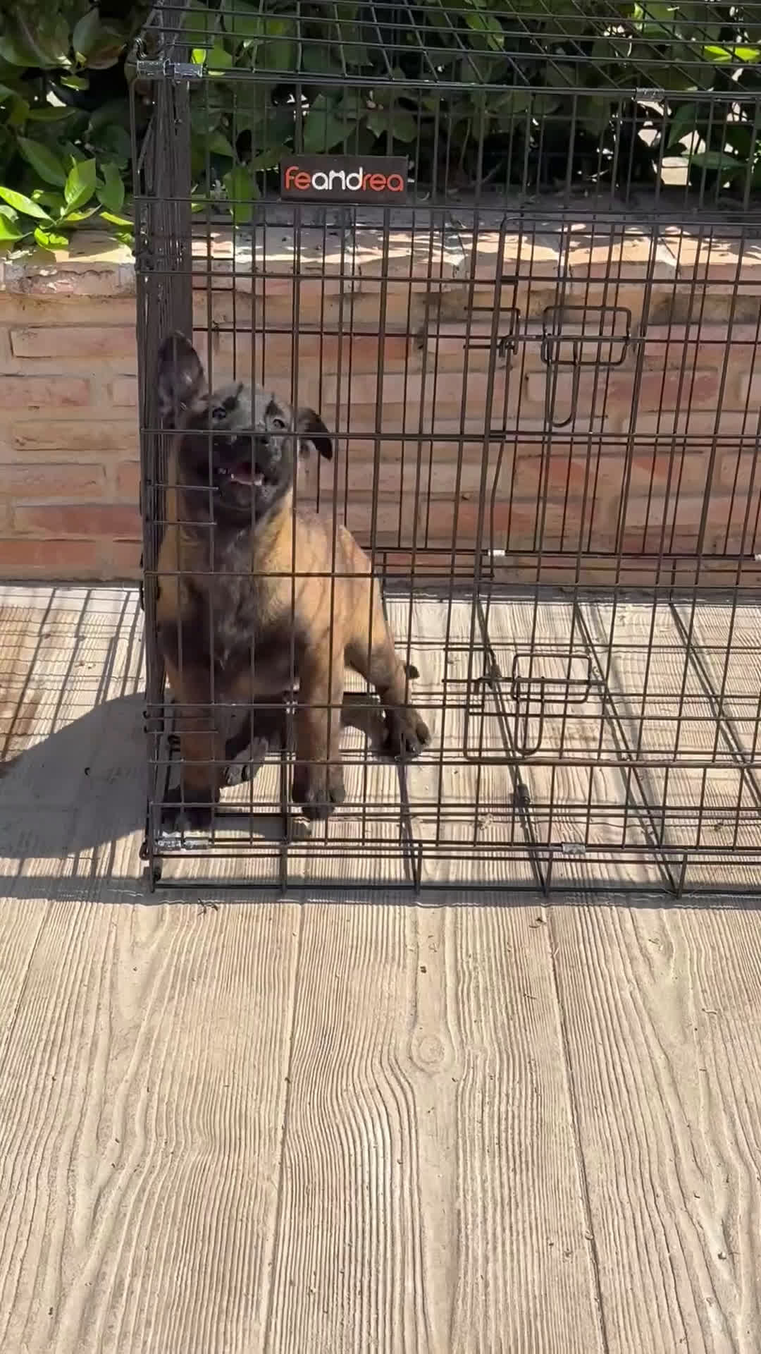 Pastor Belga Malinois perros en venta: Cachorro Malinois  - Video 1