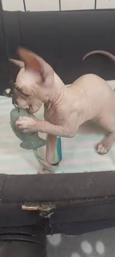 Sphynx gatos en venta: Hembrita ojos azules  - Video 1