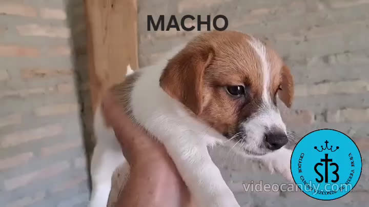 Jack Russell Terrier perros en venta: JACK RUSSELL PEDEGREE (LOE) - Video 1