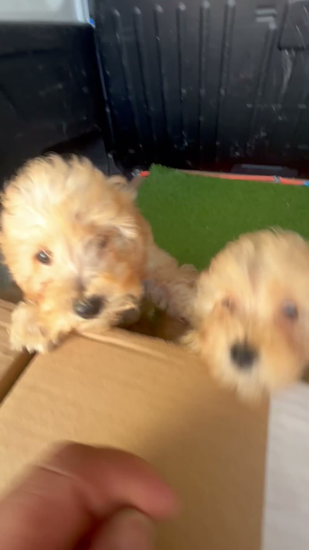 Caniche Toy perros en venta: caniche toy apricot alta calidad  en Pontevedra - Video 1