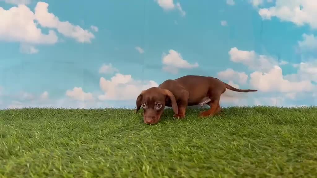 Teckel perros en venta: Machito y hembras de teckel kanichen y miniatura  - Video 2