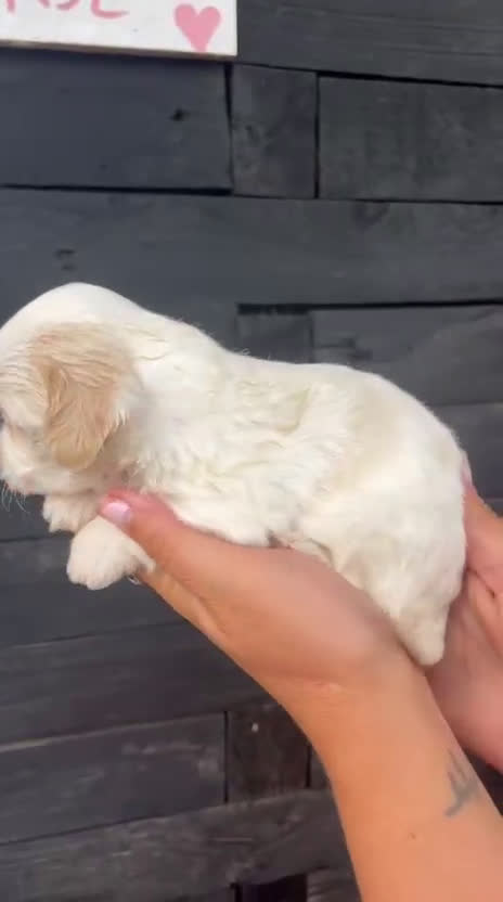 Bichón Habanero perros en venta: Bichon Habanero Macho - Video 4