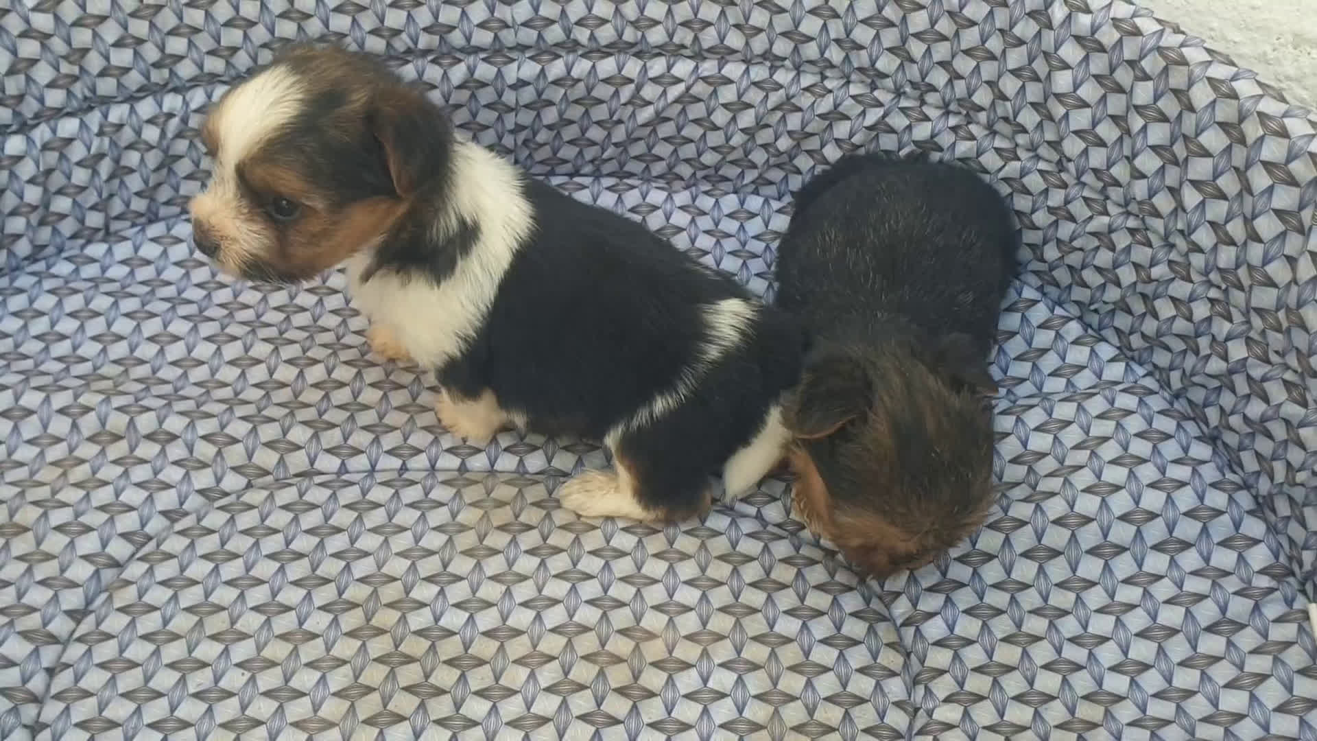 Biewer Yorkshire Terrier a la Pom Pon perros en venta: Biewer y golden con pedigree - Video 1