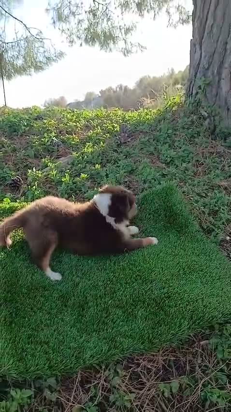 Pastor Australiano perros en venta: PASTOR AUSTRALIANO - Video 1