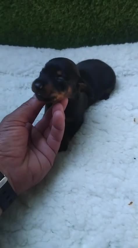 Teckel Miniatura perros en venta: Teckel miniaturas negro fuego  - Video 2