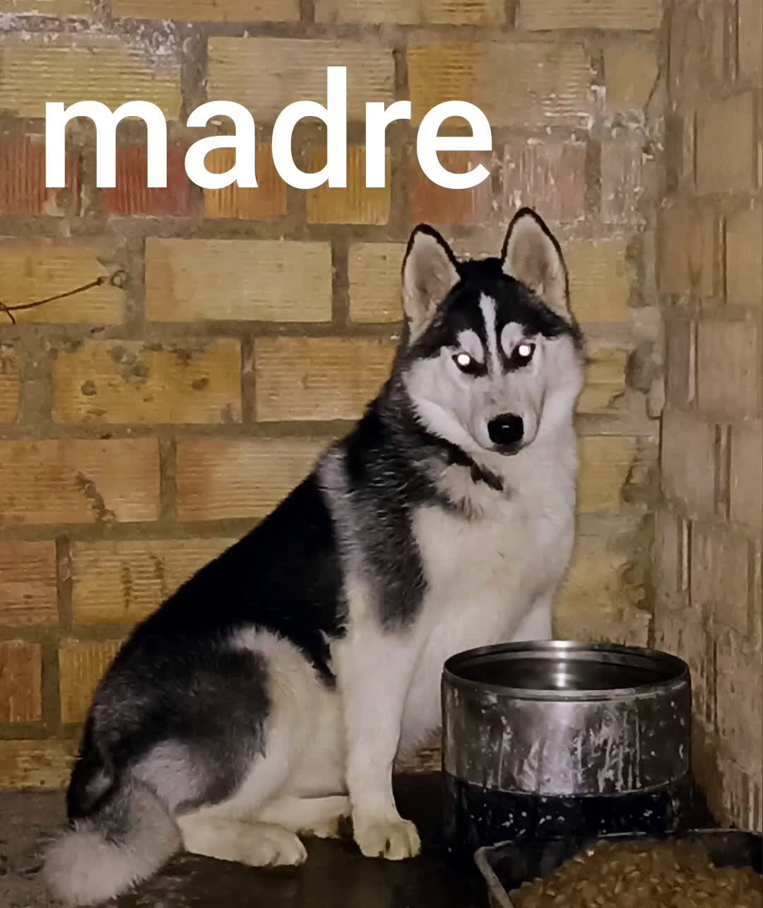 Husky Siberiano perros en venta: Camada de huskies siberianos  - Video 1