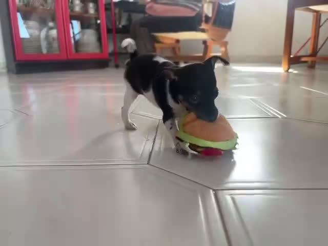 Ratón de Praga perros en venta: Último cachorros de ratón de Praga  - Video 2