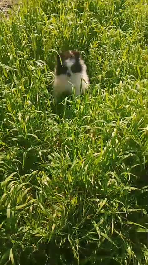 Pomerania perros en venta: Hembra de pomerania enana 1200€ en Córdoba - Video 1