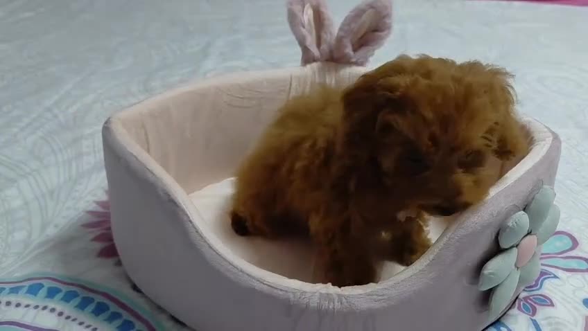 Caniche Toy perros en venta: Caniche toy  - Video 2