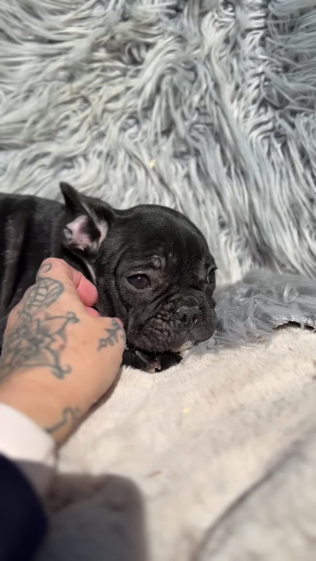 Bulldog Francés perros en venta: Bulldog francés negro  - Video 1