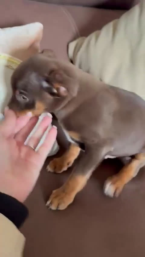 Pinscher Miniatura perros en venta: Pinscher miniatura  - Video 1