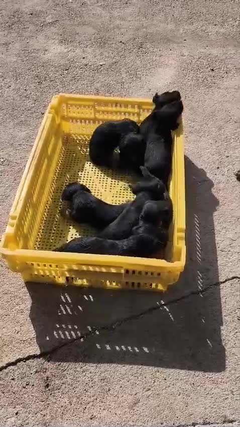 Otras razas perros en venta: Jagd Terrier de Calidad  - Video 1