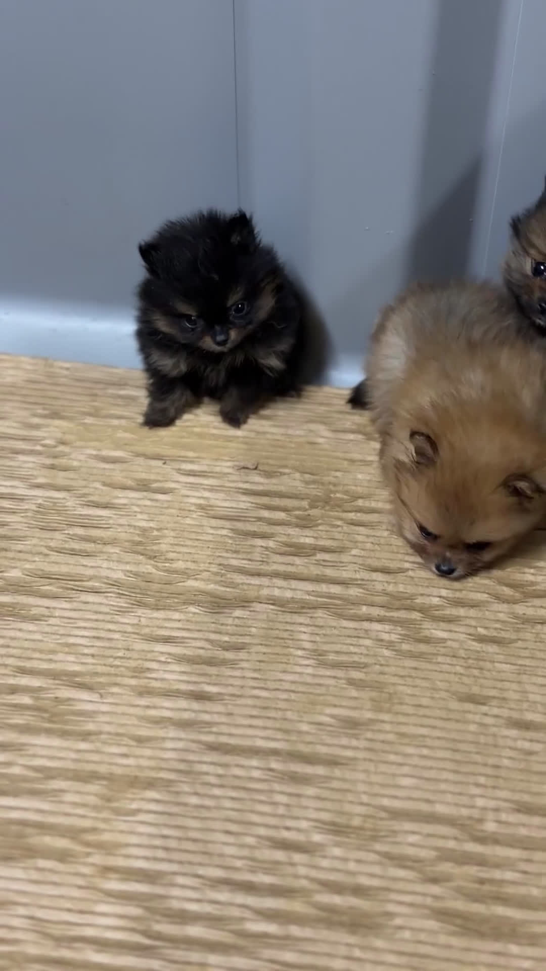 Pomerania perros en venta: Pomerania hembra Toy  - Video 2