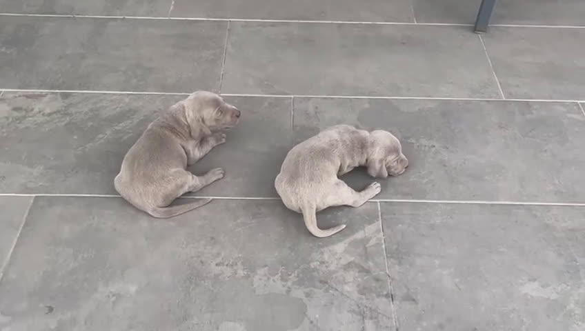 Weimaraner perros en venta: Braco de weimaner - Video 1