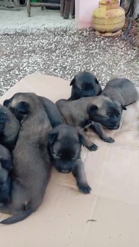 Pastor Belga Malinois perros en venta: CAMADA MALINOIS  - Video 2