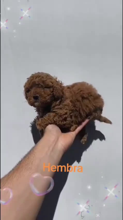 Caniche Toy perros en venta: Hembra roja de caniche toy nuestros peludos - Video 1