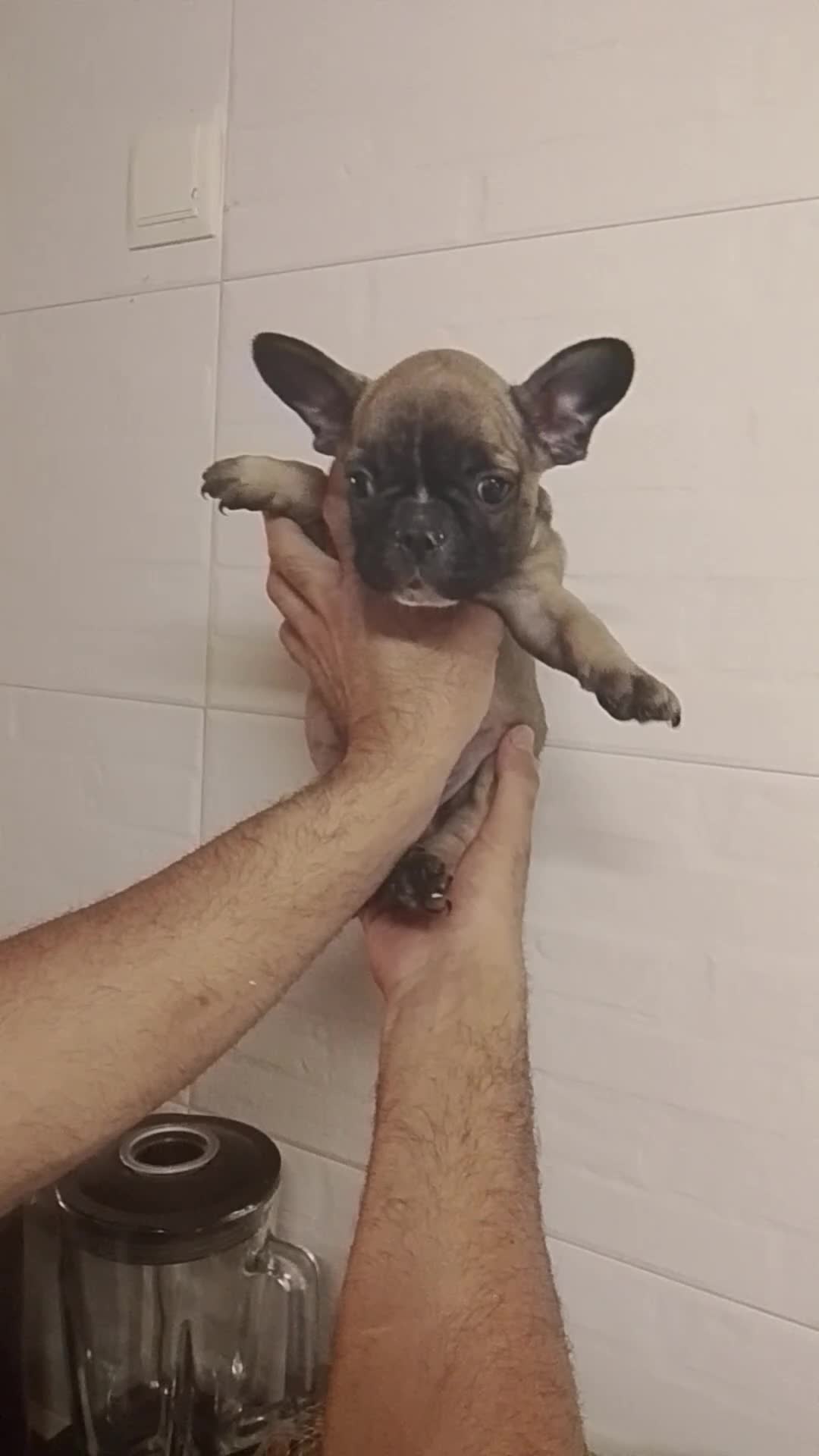 Bulldog Francés perros en venta: Bulldog francés 616121781 - Video 2