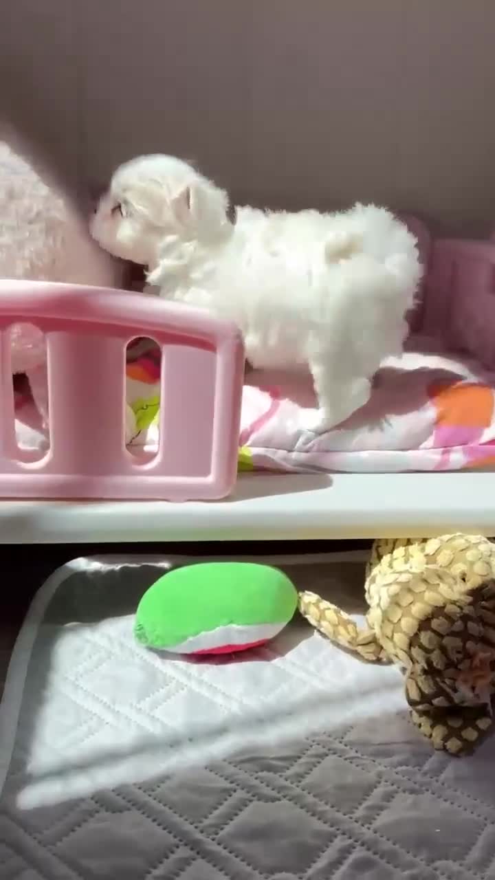 Bichón Maltés perros en venta: Bichon Maltese  en venta minin toy Coreano  en Madrid - Video 1