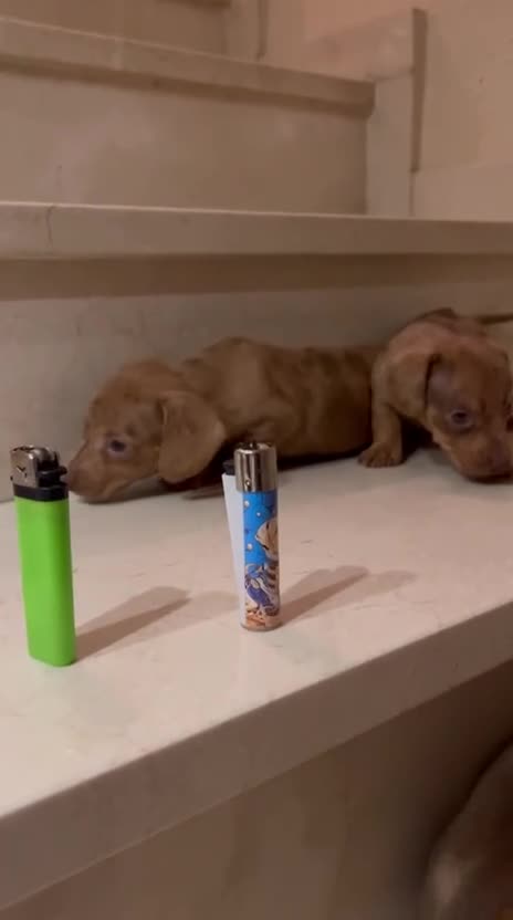 Teckel perros en venta: Teckel kanichen maxima calidad - Video 1
