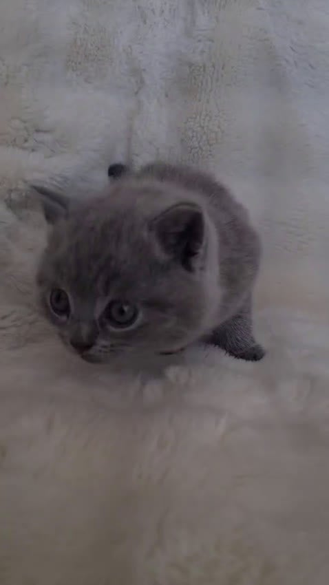 Británico de Pelo Corto Azul gatos en venta: Brithis pelo corto blues disponibles  - Video 1