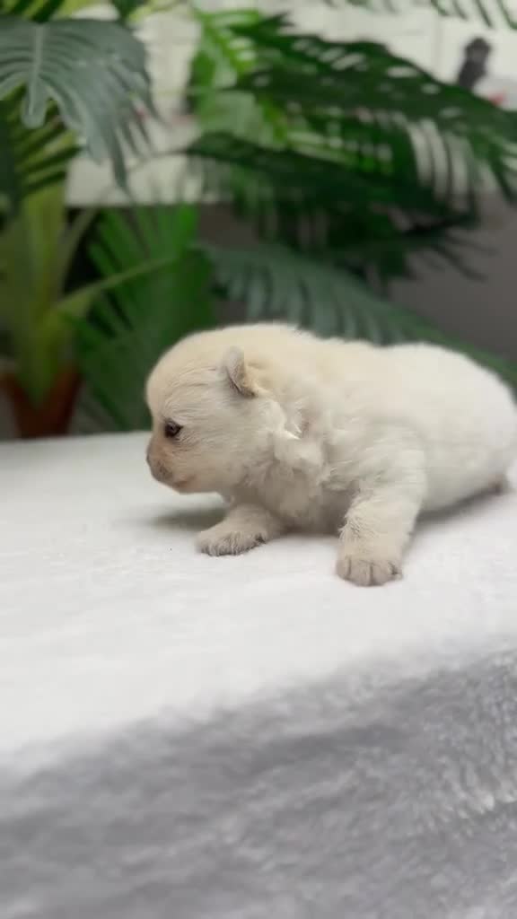 Pomerania perros en venta: POMERANIA  - Video 2