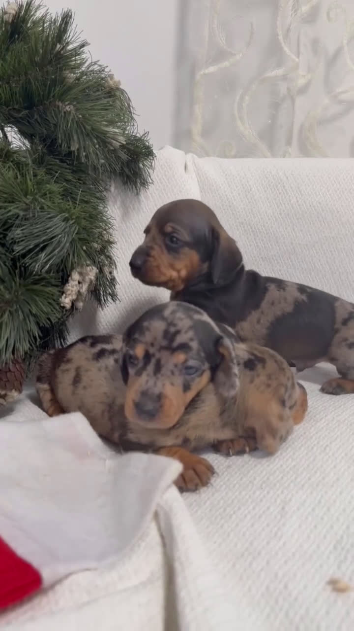 Teckel Miniatura perros en venta: Camada de Teckel miniatura disponible!  - Video 1