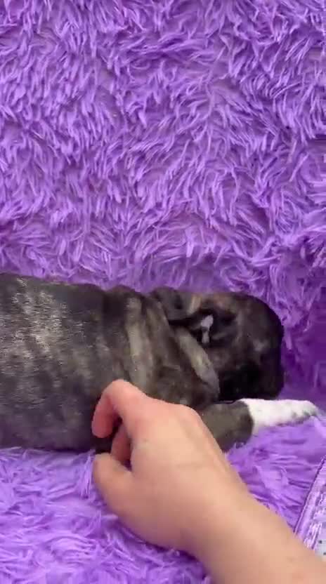 Carlino - Pug perros en venta: Carlino - pug exóticas  - Video 1