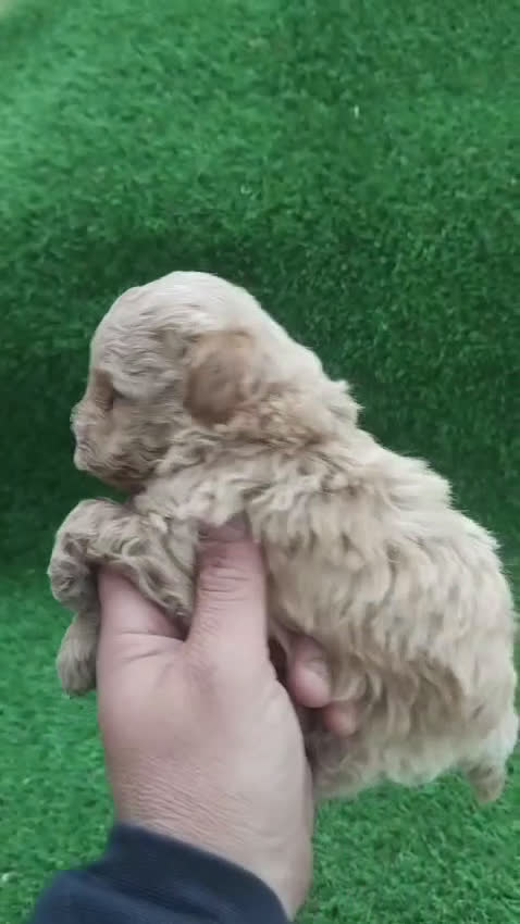 Caniche Toy perros en venta: Caniches machos mini toys - Video 2