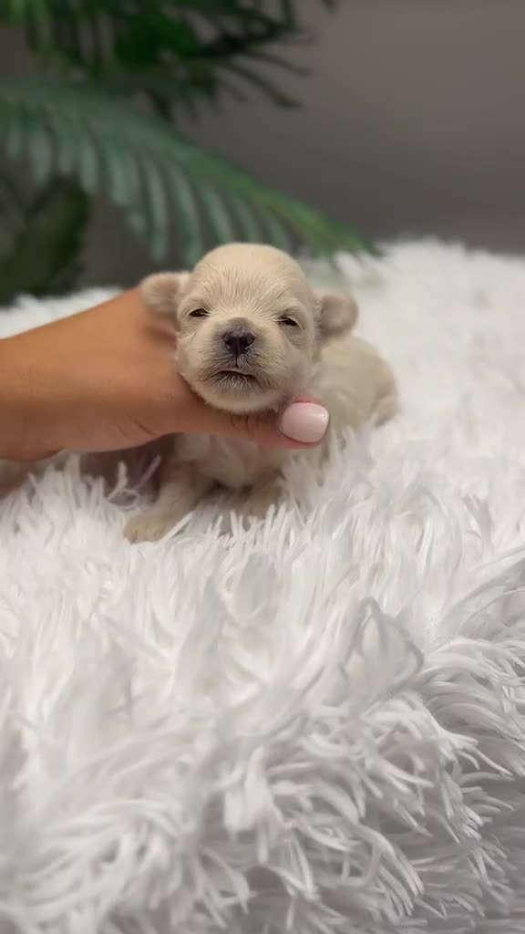 Maltipoo perros en venta: MALTIPOO TOY COREANOS  - Video 3