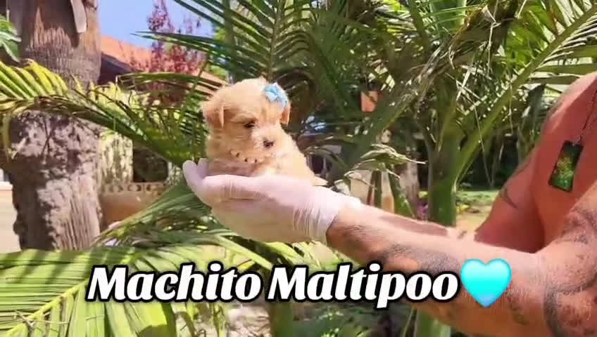 Maltipoo perros en venta: Maltipoos espectaculares, linea coreana. - Video 2