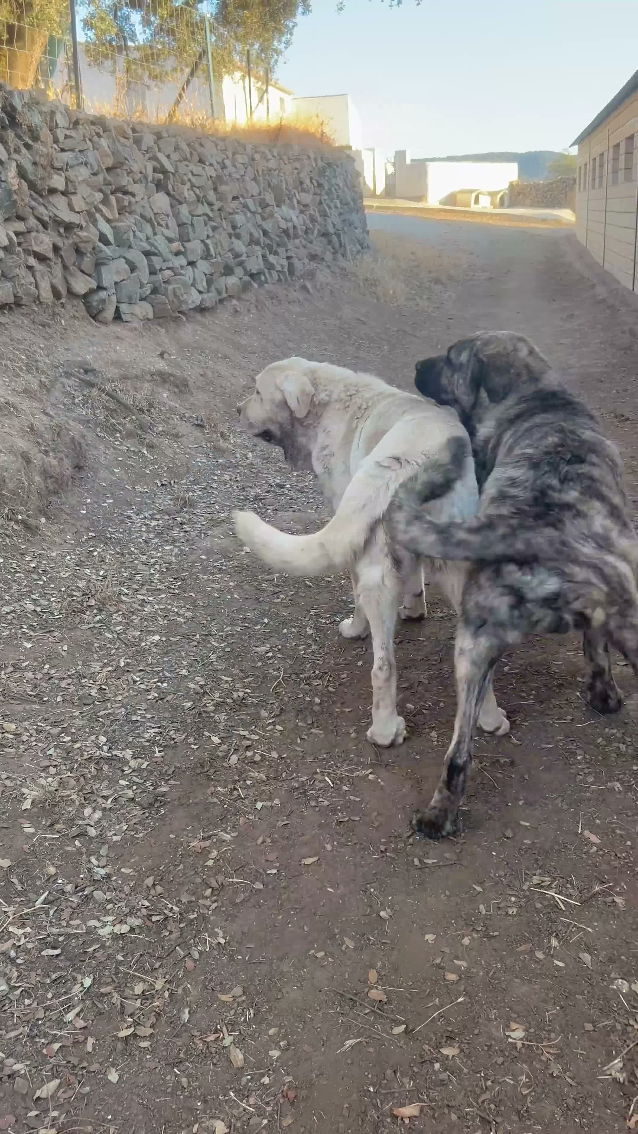 Mastín Español perros en venta: Semental Mastín Español  - Video 1