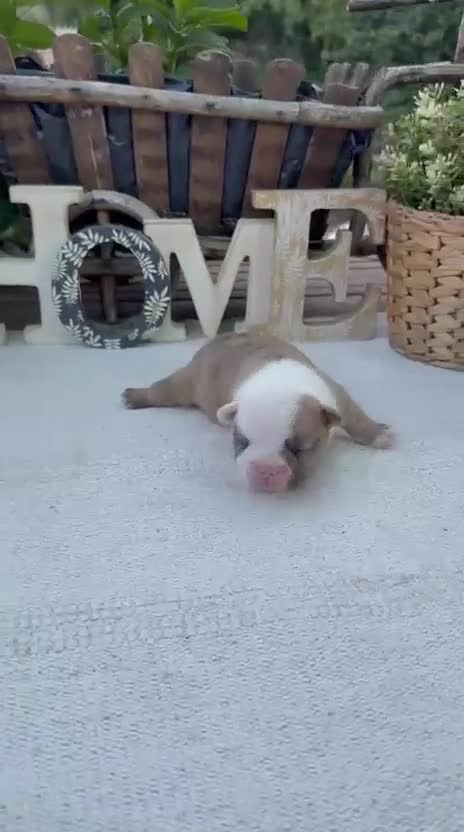 Bulldog Francés perros en venta: Bulldog francés merles  - Video 3